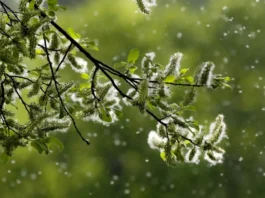 Preparate i fazzoletti: in Europa, la stagione dei pollini si è prolungata a causa dei cambiamenti climatici
