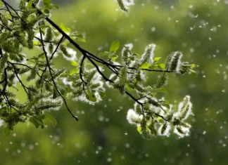 Preparate i fazzoletti: in Europa, la stagione dei pollini si è prolungata a causa dei cambiamenti climatici