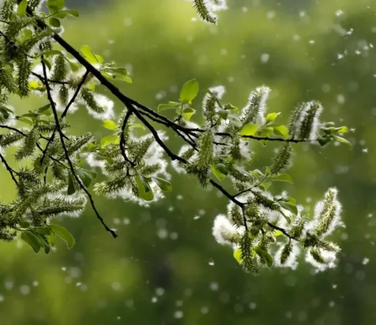 Preparate i fazzoletti: in Europa, la stagione dei pollini si è prolungata a causa dei cambiamenti climatici