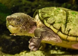 California, uomo accusato di traffico di fauna selvatica: coinvolta una specie protetta Traffico Fauna Selvatica - Photo Credits Cincinnati Zoo