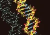 DNA sintetico: necessario per lo sviluppo scientifico, ma potenzialmente pericoloso. Cosa c’entra l’IA? DNA Sintetico - Photo Credits Scienze Notizie
