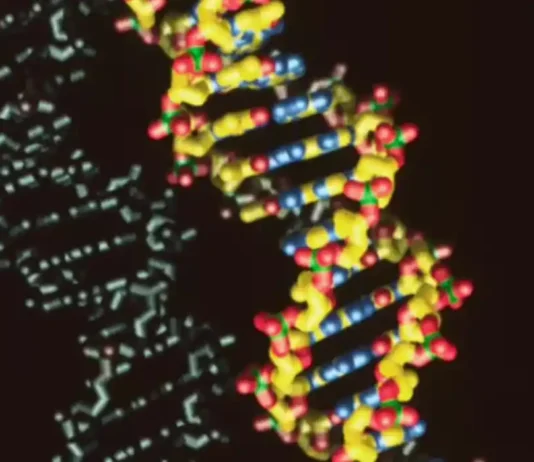 DNA sintetico: necessario per lo sviluppo scientifico, ma potenzialmente pericoloso. Cosa c’entra l’IA? DNA Sintetico - Photo Credits Scienze Notizie