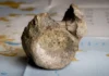 Osso trovato in un cassetto: non era di un rettile, ma di un dinosauro dell’Antartide Osso Dinosauro - Photo Credits BBC