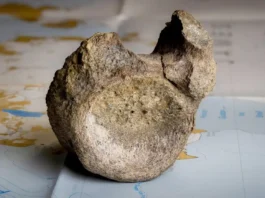 Osso trovato in un cassetto: non era di un rettile, ma di un dinosauro dell’Antartide Osso Dinosauro - Photo Credits BBC
