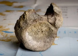 Osso trovato in un cassetto: non era di un rettile, ma di un dinosauro dell’Antartide Osso Dinosauro - Photo Credits BBC