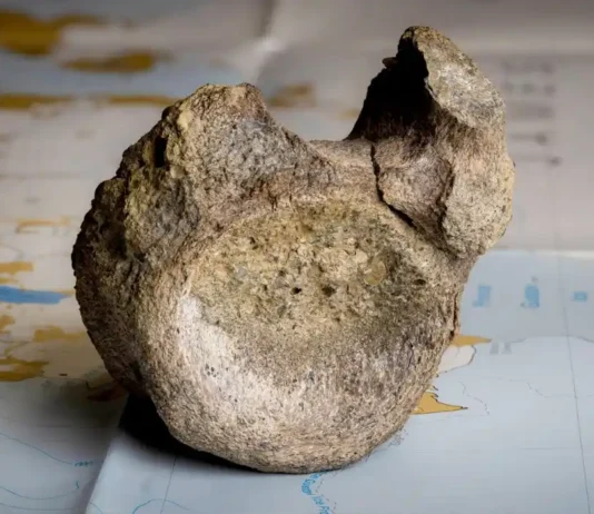Osso trovato in un cassetto: non era di un rettile, ma di un dinosauro dell’Antartide Osso Dinosauro - Photo Credits BBC