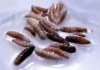 Stati Uniti, individuata in Texas la “larva killer”: «Già sconfitto in passato, lo faremo di nuovo» Texas Larva - Photo Credits BBC