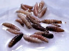 Stati Uniti, individuata in Texas la “larva killer”: «Già sconfitto in passato, lo faremo di nuovo» Texas Larva - Photo Credits BBC
