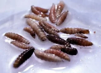 Stati Uniti, individuata in Texas la “larva killer”: «Già sconfitto in passato, lo faremo di nuovo» Texas Larva - Photo Credits BBC