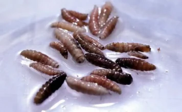 Stati Uniti, individuata in Texas la “larva killer”: «Già sconfitto in passato, lo faremo di nuovo» Texas Larva - Photo Credits BBC