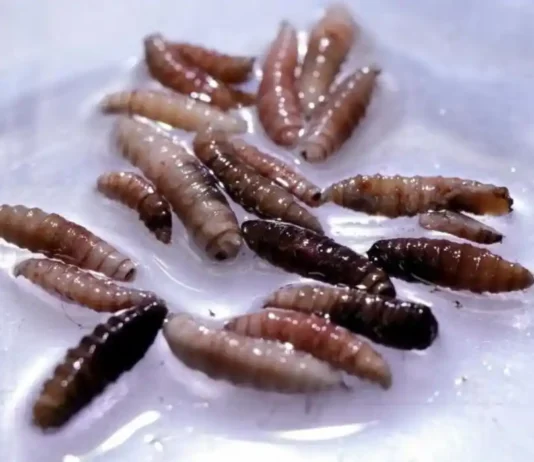 Stati Uniti, individuata in Texas la “larva killer”: «Già sconfitto in passato, lo faremo di nuovo» Texas Larva - Photo Credits BBC