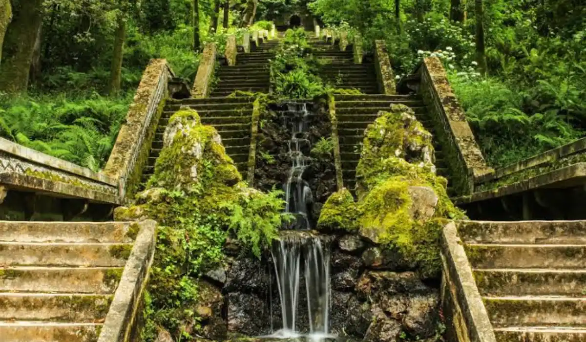 la magia della mata do bu231aco nasce la prima foresta terapeutica in portogallo da Metropolitanmagazine.it la magia della mata do bu231aco nasce la prima foresta terapeutica in portogallo
