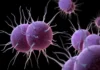 Gonorrea resistente agli antibiotici: l’ECDC lancia l’allarme per l’aumento della trasmissione locale in Europa Gonorrea - Photo Credits My-personaltrainer.it