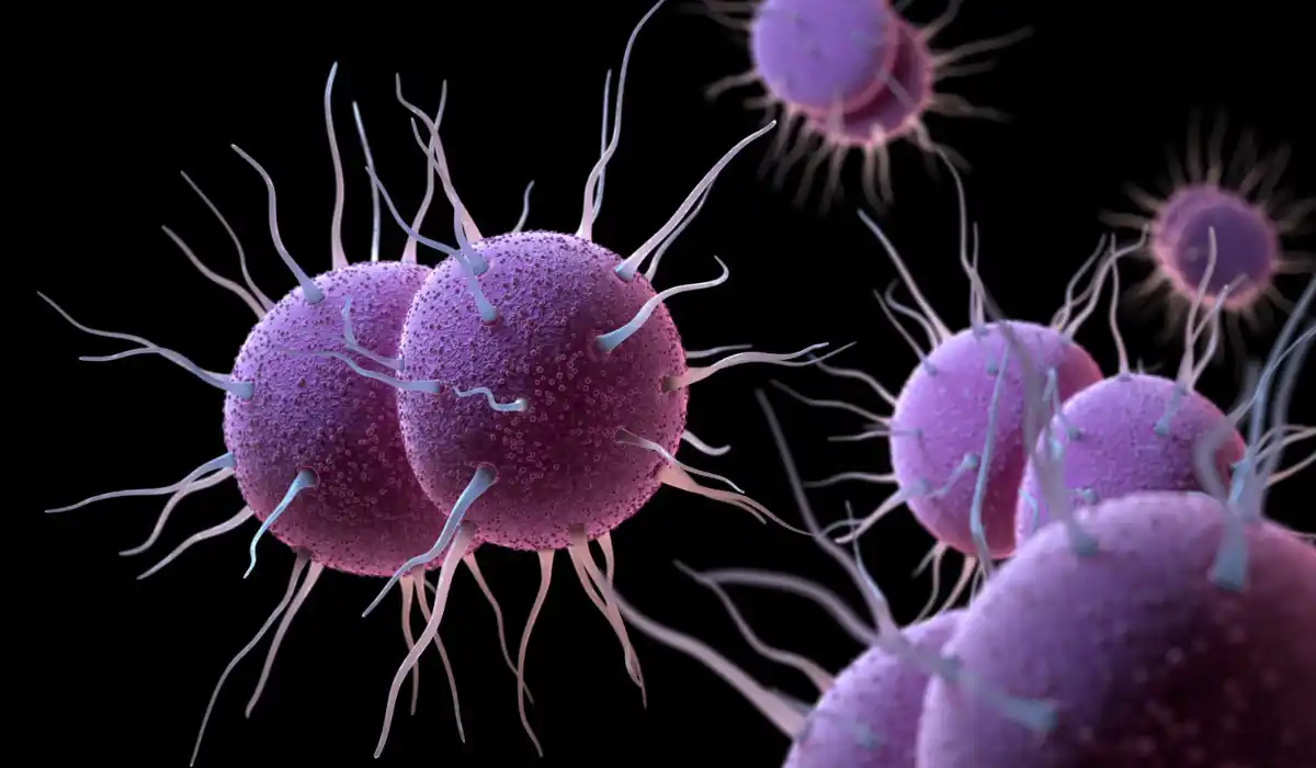 gonorrea resistente agli antibiotici l8217ecdc lancia l8217allarme per l8217aumento della trasmissione locale in europa da Metropolitanmagazine.it gonorrea resistente agli antibiotici l8217ecdc lancia l8217allarme per l8217aumento della trasmissione locale in europa