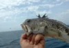 Sole, mare e veleno: cosa fare se ti punge un pesce ragno? Pesce Ragno - Photo Credits MagellanoStore Blog