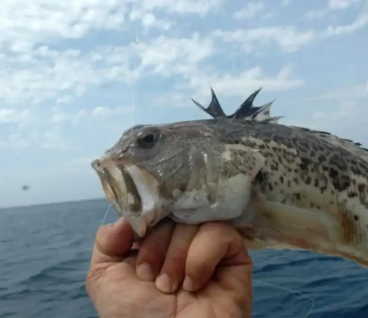 Sole, mare e veleno: cosa fare se ti punge un pesce ragno? Pesce Ragno - Photo Credits MagellanoStore Blog