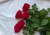 Come la rosa è diventata la “regina dei fiori”: tra sangue, miracoli e sensualità Rosa - Photo Credits Pinterest