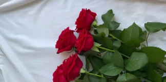 Come la rosa è diventata la “regina dei fiori”: tra sangue, miracoli e sensualità Rosa - Photo Credits Pinterest