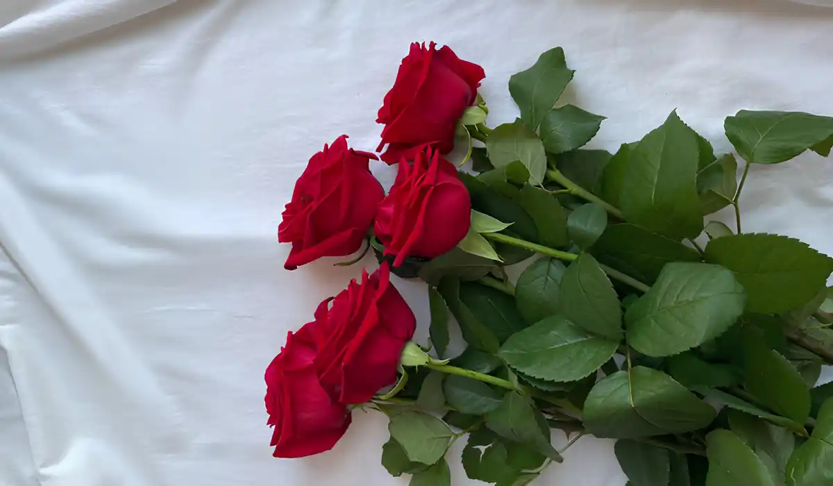 come la rosa 232 diventata la regina dei fiori tra sangue miracoli e sensualit224 da Metropolitanmagazine.it come la rosa 232 diventata la regina dei fiori tra sangue miracoli e sensualit224