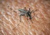Virus West Nile in aumento in Europa: i consigli dell’OMS per difendersi Virus West Nile - Photo Credits Startupbusiness
