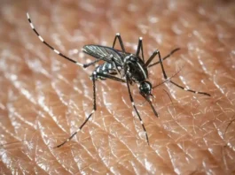 Virus West Nile in aumento in Europa: i consigli dell’OMS per difendersi Virus West Nile - Photo Credits Startupbusiness