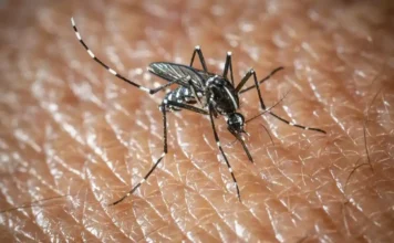Virus West Nile in aumento in Europa: i consigli dell’OMS per difendersi Virus West Nile - Photo Credits Startupbusiness
