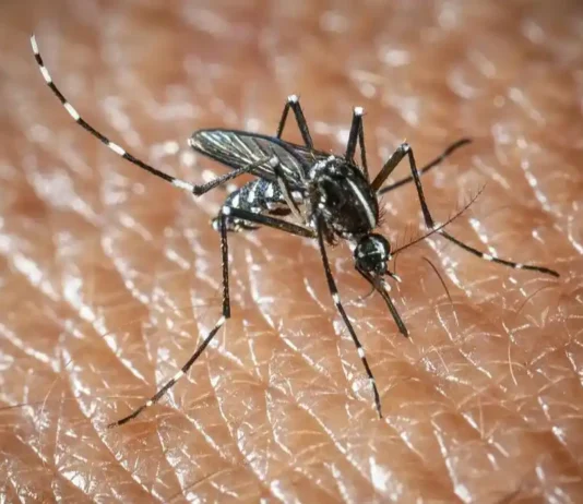Virus West Nile in aumento in Europa: i consigli dell’OMS per difendersi Virus West Nile - Photo Credits Startupbusiness