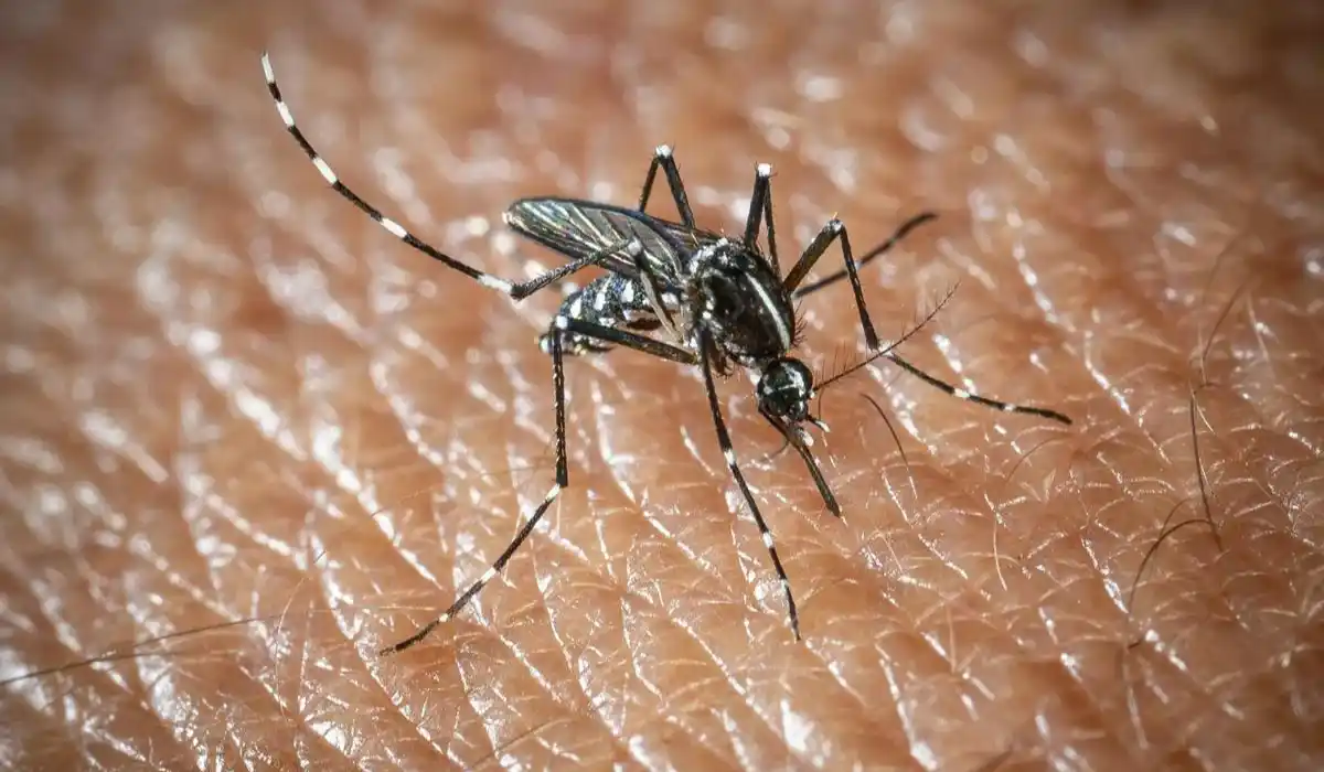virus west nile in aumento in europa i consigli dell8217oms per difendersi da Metropolitanmagazine.it virus west nile in aumento in europa i consigli dell8217oms per difendersi