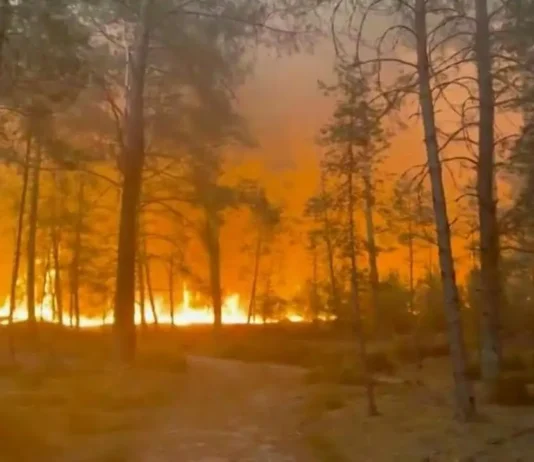 La Francia continua a bruciare: aerei antincendio in azione contro il rogo nella foresta di Fontainebleau, vicino a Parigi