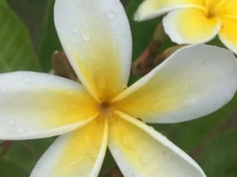 Perché ci piace così tanto il profumo di Monoi in estate?