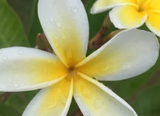 Perché ci piace così tanto il profumo di Monoi in estate?